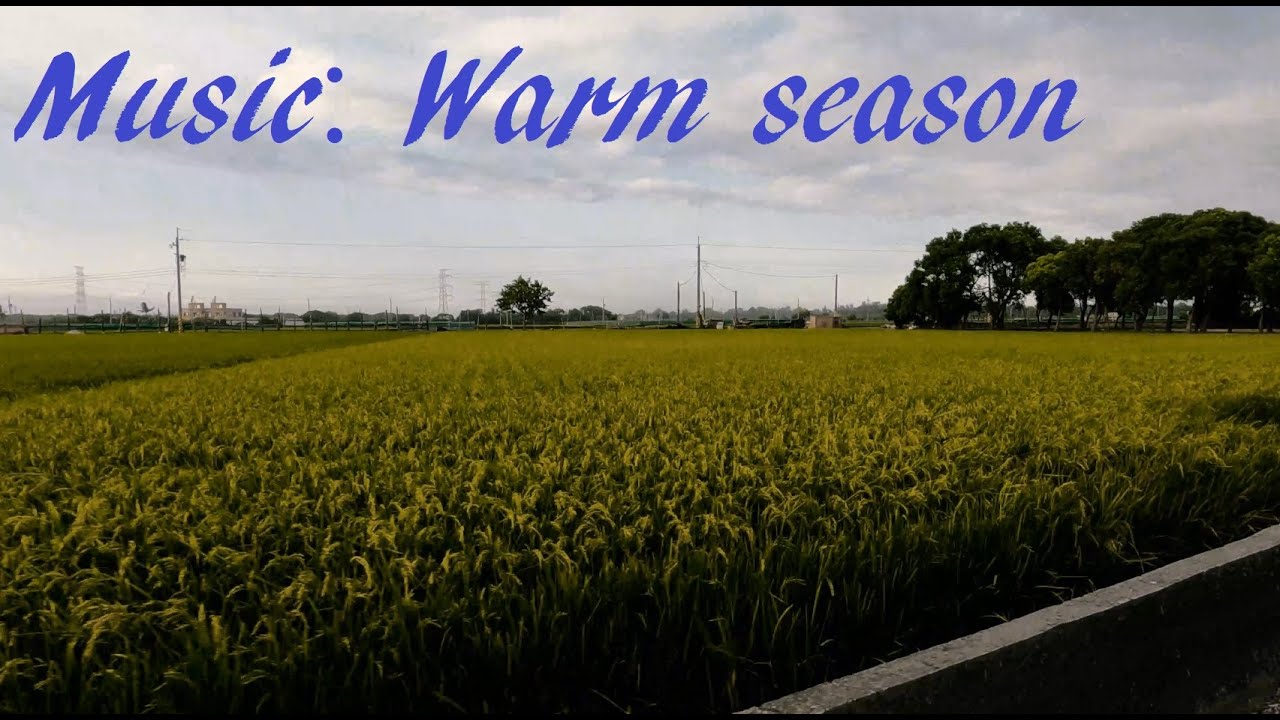 Harvest season in Autumn wind (秋風中 雲林的稻田), Yunlin county, Taiwan