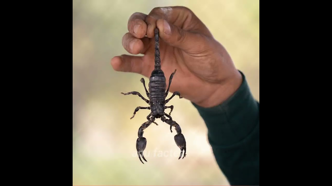 top 10 amazing random facts 