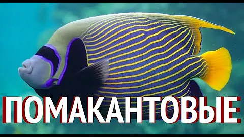 Морской Рифовый Аквариум - Помакантовые (Рыбы-Ангелы)