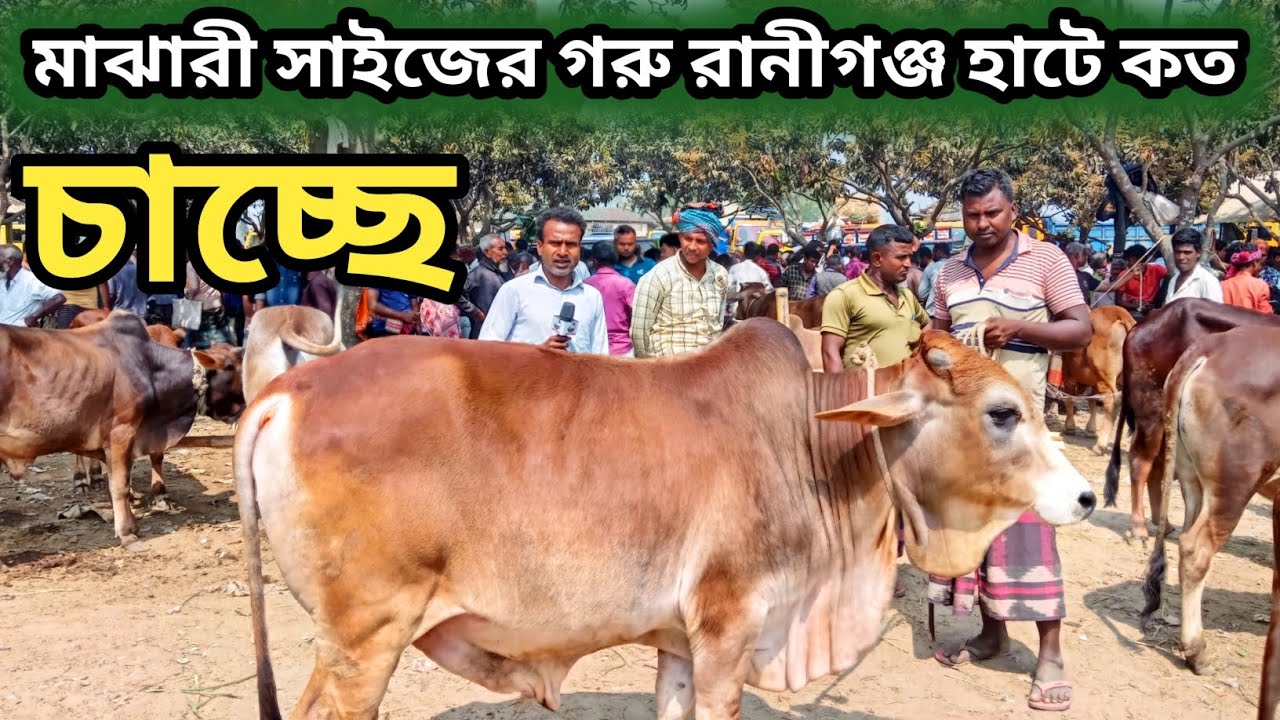  ৩মার্চ ২০২৬| ৭০ থেকে এক লক্ষ টাকার ভিতরে শাহিওয়াল এবং দেশাল গরু রানীগঞ্জ হাটে বিক্রি হচ্ছে কম দামে!