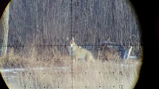 Coyote From 600 To 300 Yards Razor Hd Gen 3