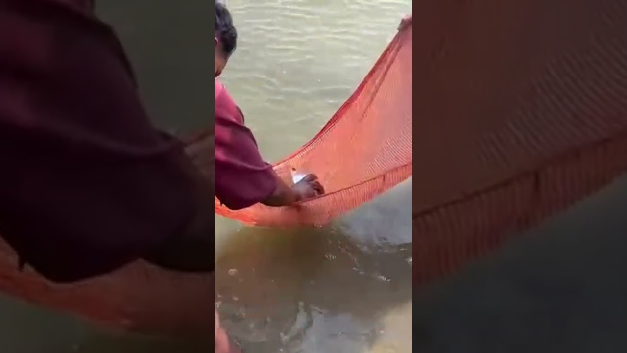 FISH SEEDS !! AMAZING NET FISHING VIDEO !! FISHING VIDEOS 2026 !!TIKKU KOERTI !!
