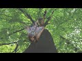 Bird Song (Orange Dragon)/Toby Pop