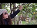 איך לגזום עץ לימון- הדגמה