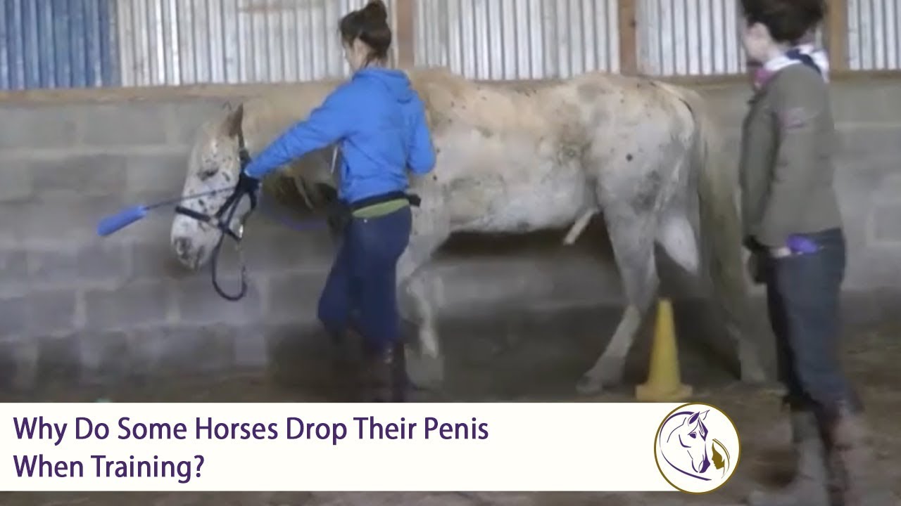 Horse Penis