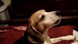 A Perfect Beagle Howl