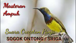 Suara Crecetan Panjang Burung Sogok Ontong // Sriganti