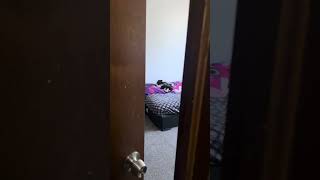 Sookie Video #cat #cats #catshorts #catvideos