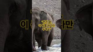 “현관 옆, 이 동물 하나만 두세요” #코끼리소품#돈버는꿀팁#풍수인테리어