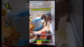 TOP 5 funny dogs moment #funny #dog #top5 #viral #fyp