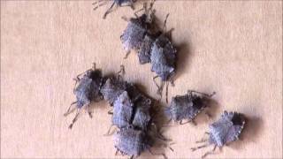 Stink bugs survive cold temperatures