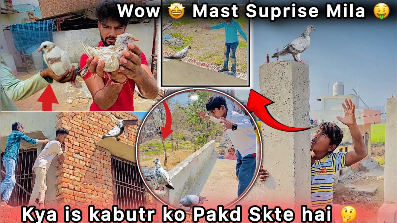 Teen Din Baad Bhag kr Vaps Aagya kabutar 😍 || Plot pr Suprise Mila 🤑 || Kaise Pakde 🕊️🤔