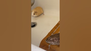 Monitor lizard vs Guinea pig