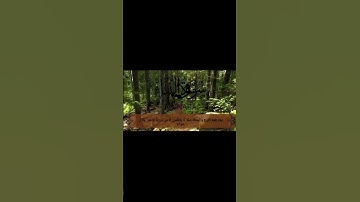 القارئ محمد نعيم