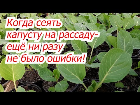 Видео: Когда сажать капусту в Мичигане?