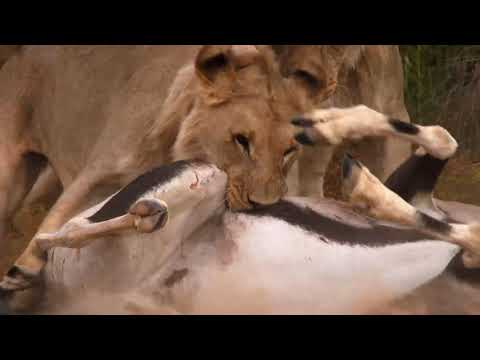 World Lion's Day