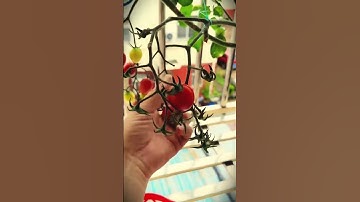 smart idea to plant tomatoes in front with satisfying results #shorts