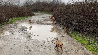 Puppies who went for a walk with adults came running back when they noticed us. by Sevpati 27,579 views 1 month ago 23 minutes