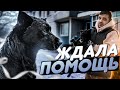 СОБАКА удивила ВРАЧЕЙ! Спасение дворняги.