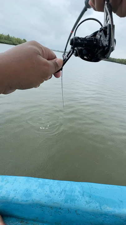 Screaming Reel Hit by Bigmouth Bass #fishing #basic fishing #fishing #wild fishing #estuary fishing