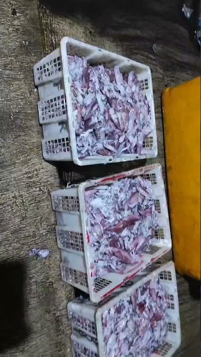 Cumi aktivitas Muncar Banyuwangi(2)