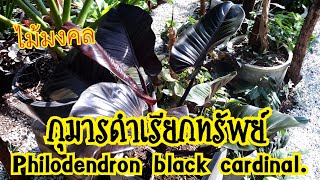 กุมารดำเรียกทรัพย์ แนะนำการดูแล Philodendron black cardinal #กุมารดำเรียกทรัพย์ #philodendron