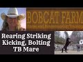 Rearing Striking Kicking, Bolting TB Mare