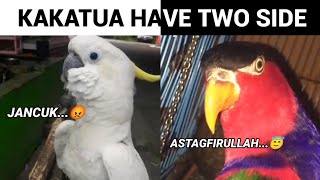 Kakatua Have Two Side...😁