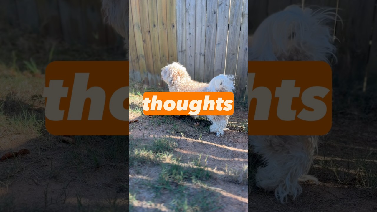 POV: My dog, one fly away from deep enlightenment