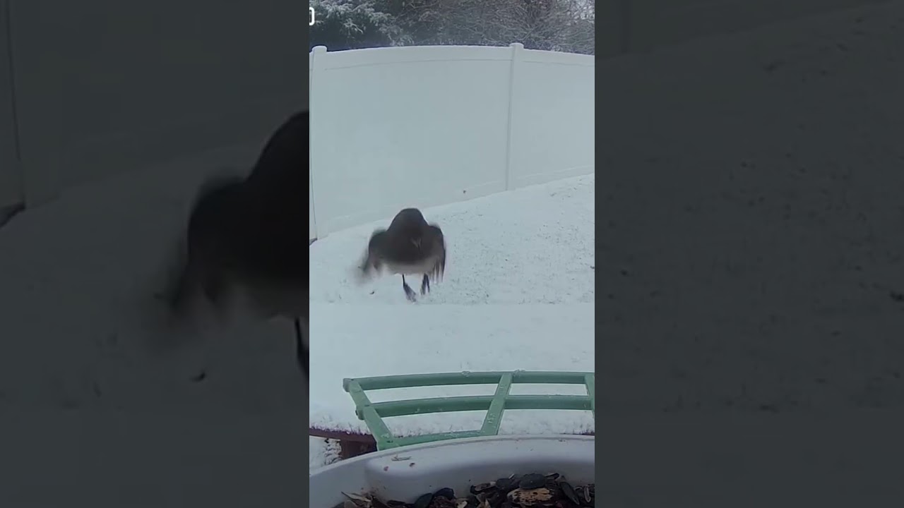Birds at bird feeder in Snow 