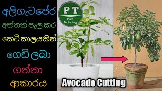How to grow avocado branch by cutting and get fruit quickly