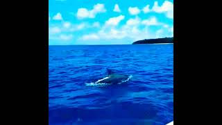 Jaco Island🌊🇹🇱