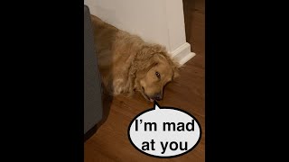 Den Retriever Burps In My Face Because He Cant Have His Toys