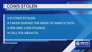 Theft of 9 cows under investigation in Cumberland County