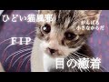 ひどい猫風邪で目が癒着した子猫《FIP、入院も…小さな体で、一生懸命頑張った仔猫の一生》保護猫シェルターとスタッフの家で過ごした二ヶ月と少し。虹の橋へ旅立ちました。