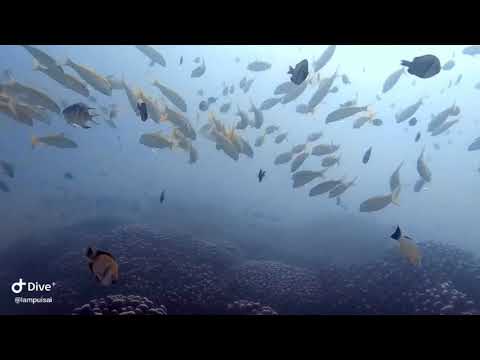 2017 墾丁深潛之旅