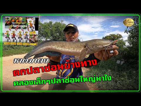 ตกปลาช่อนด้วยกบยางเป็นหนึ่งหนามเตย คลิปนี้ดุเพลินๆ