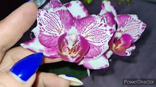 Пришла самая долгожданная орхидея и цветение Мадонны бабочки🔥❤🔥❤🔥❤