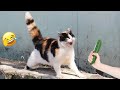  so funny funniest cats and dogs  best funny catss 2024 