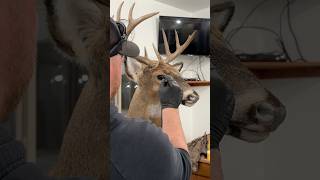New hobby in progress…and a whole new level of respect for taxidermists. #deer #taxidermy #diy