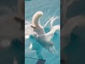 #catlovesdiving