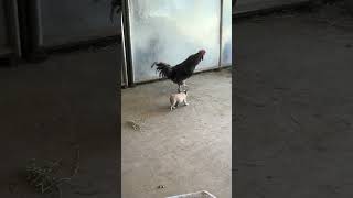 Tinkerbell vs Chickens 🐓 #frenchie #puppy #barnlife