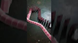 create table video