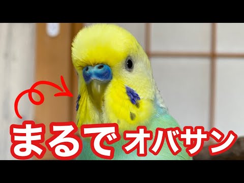 ビックリするくらい飼い主と声がそっくりなセキセイインコ【おしゃべりインコ】