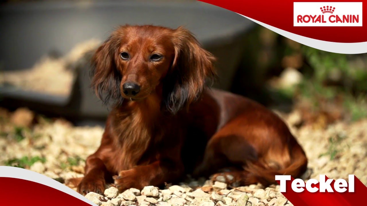 Dachshund Teckel Youtube Dachshund Teckel Youtube