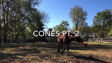 Part 2 How to train Cone targeting horse with Clicker positive reinforcement