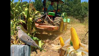 Corn Scattered Everywhere!! Bush Hogging Corn for Doves | Sunflower Headclipping Weevile Update