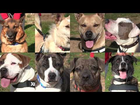 Vídeo: Dos Gossos Increïbles I Heroics