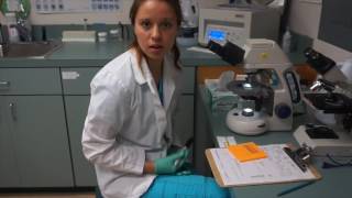 VETT 222 Task 16: Fecal: Direct Smears
