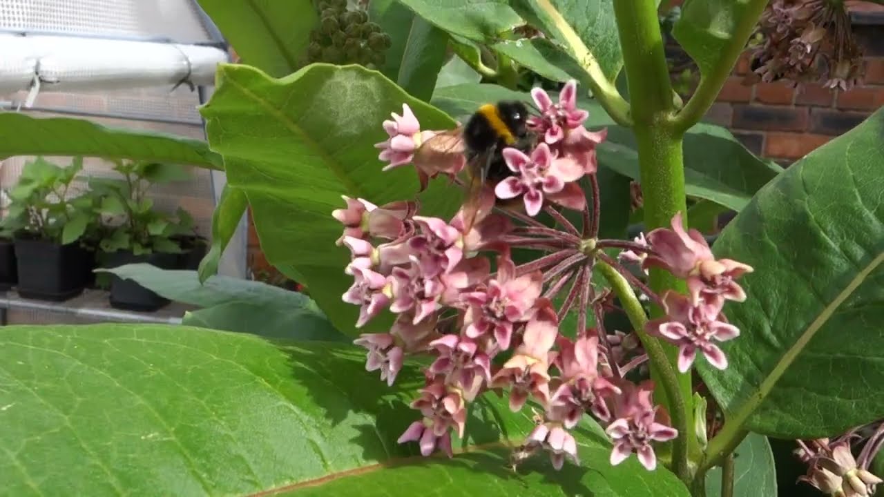 Bumblebee visiting Common Milkweed flowers in the UK